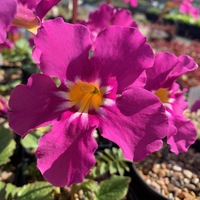 Incarvillea mairei grandiflora